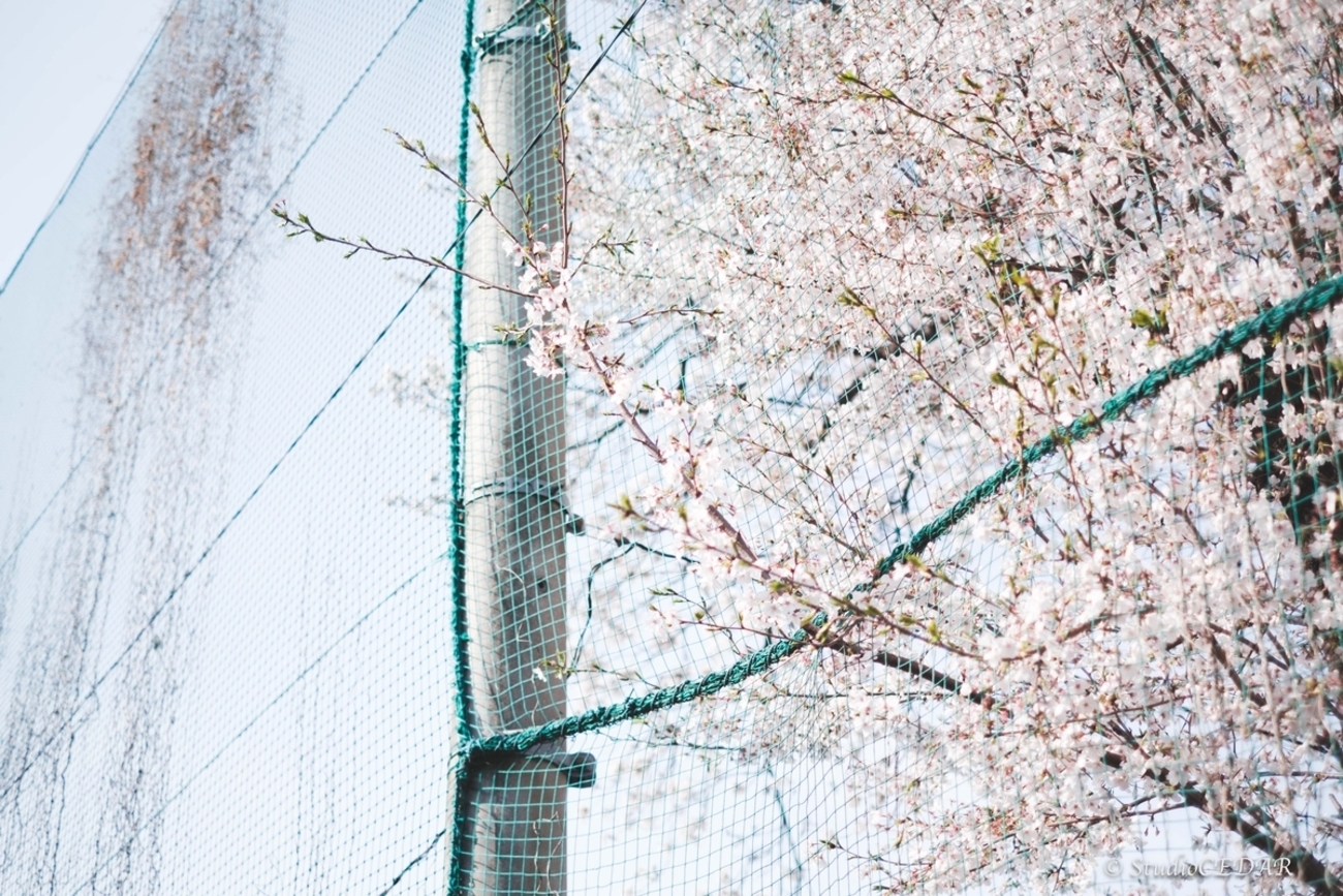 やっぱりFUJIFILMのXF35mmF1.4Rは神レンズだと思った - 『すぎっち』の 