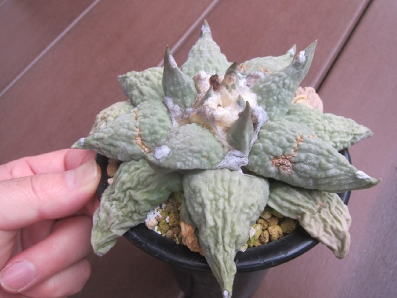 backend=imagemagick;version=1;