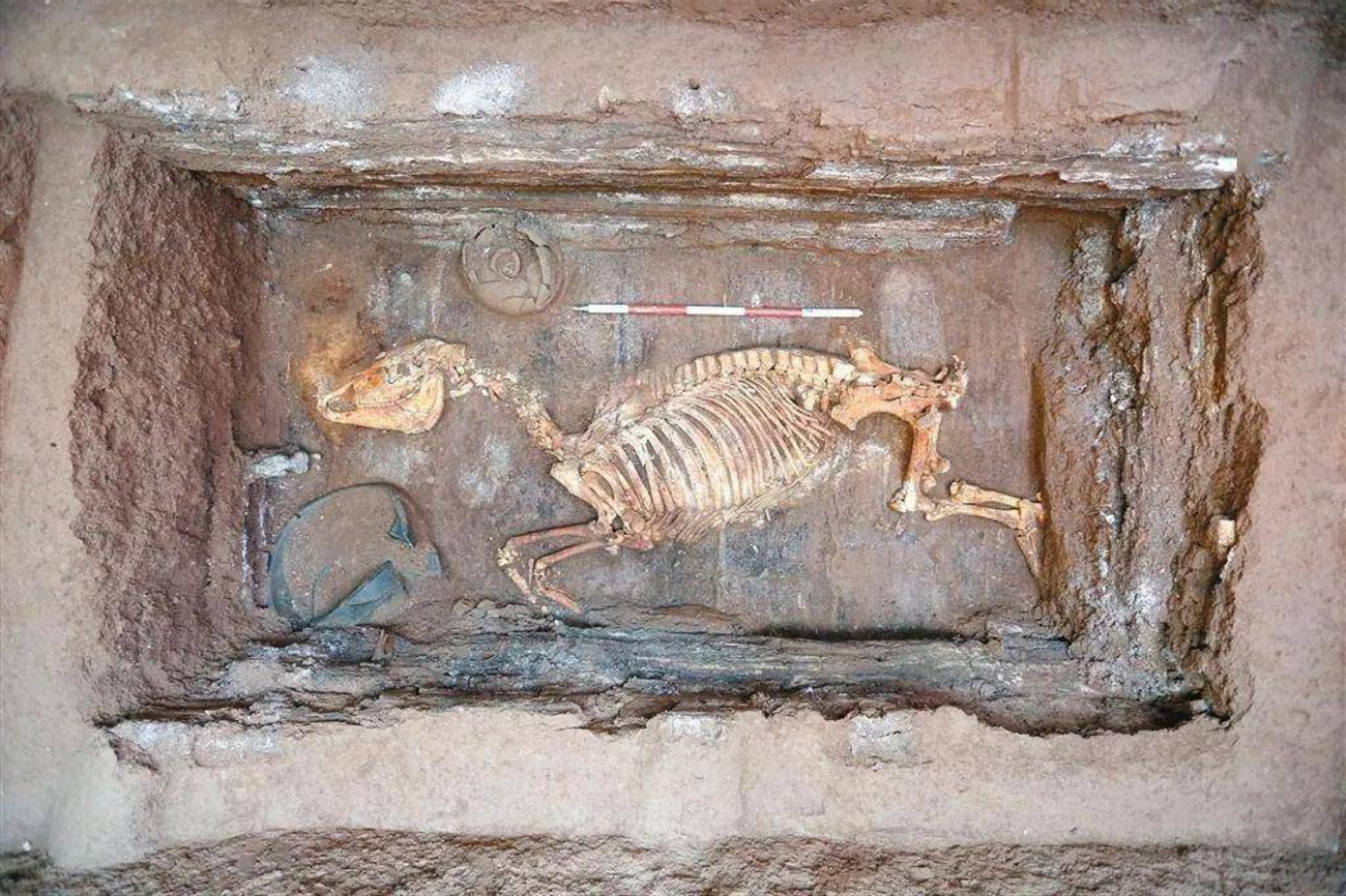 backend=imagemagick;version=1;