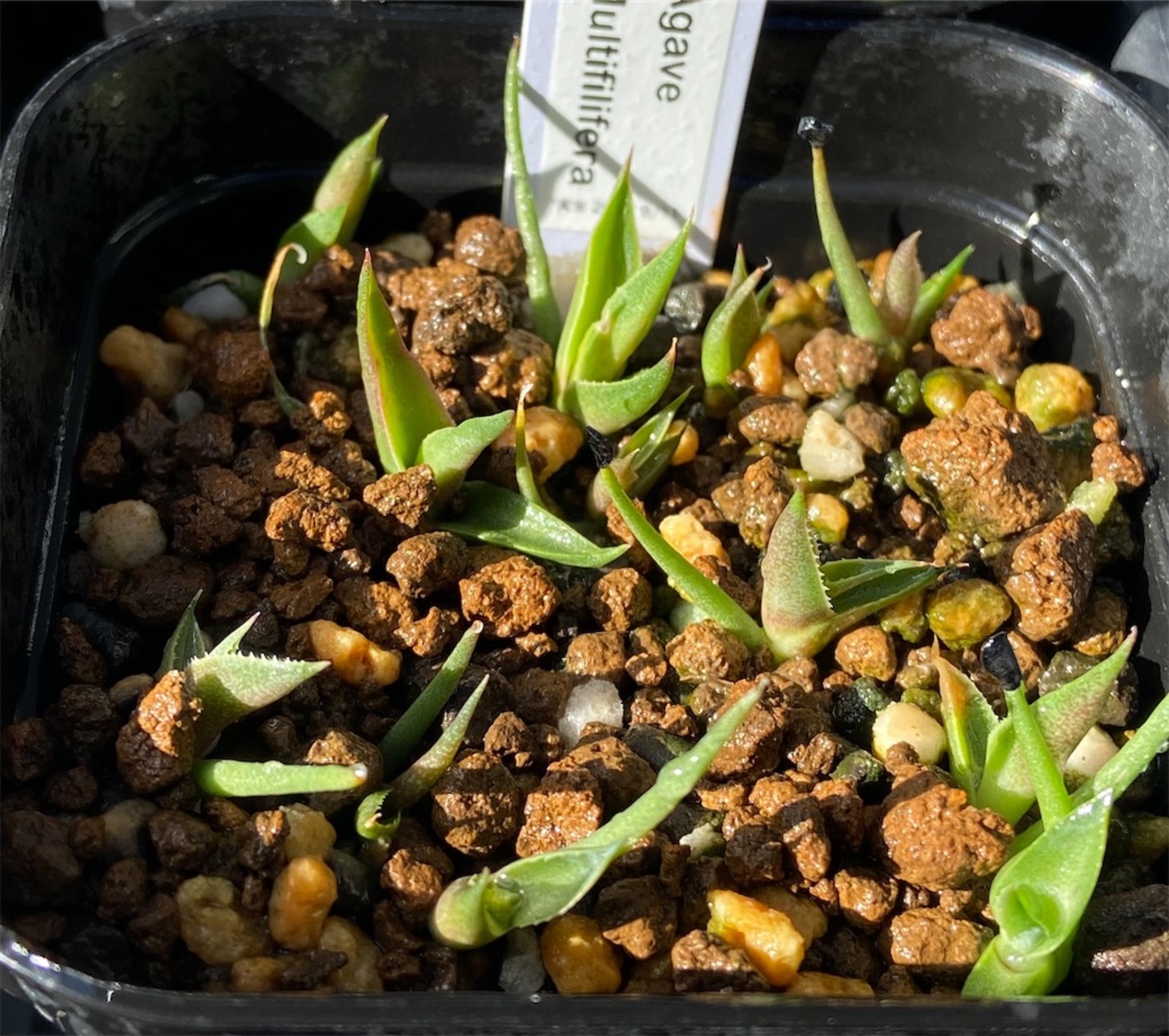アガベ ムルチフィリフェラ錦 agave 錦 斑入り 笹の雪 サボテン 多肉植物