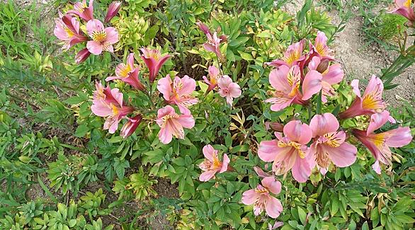 リアトリスとは 動植物の人気 最新記事を集めました はてな
