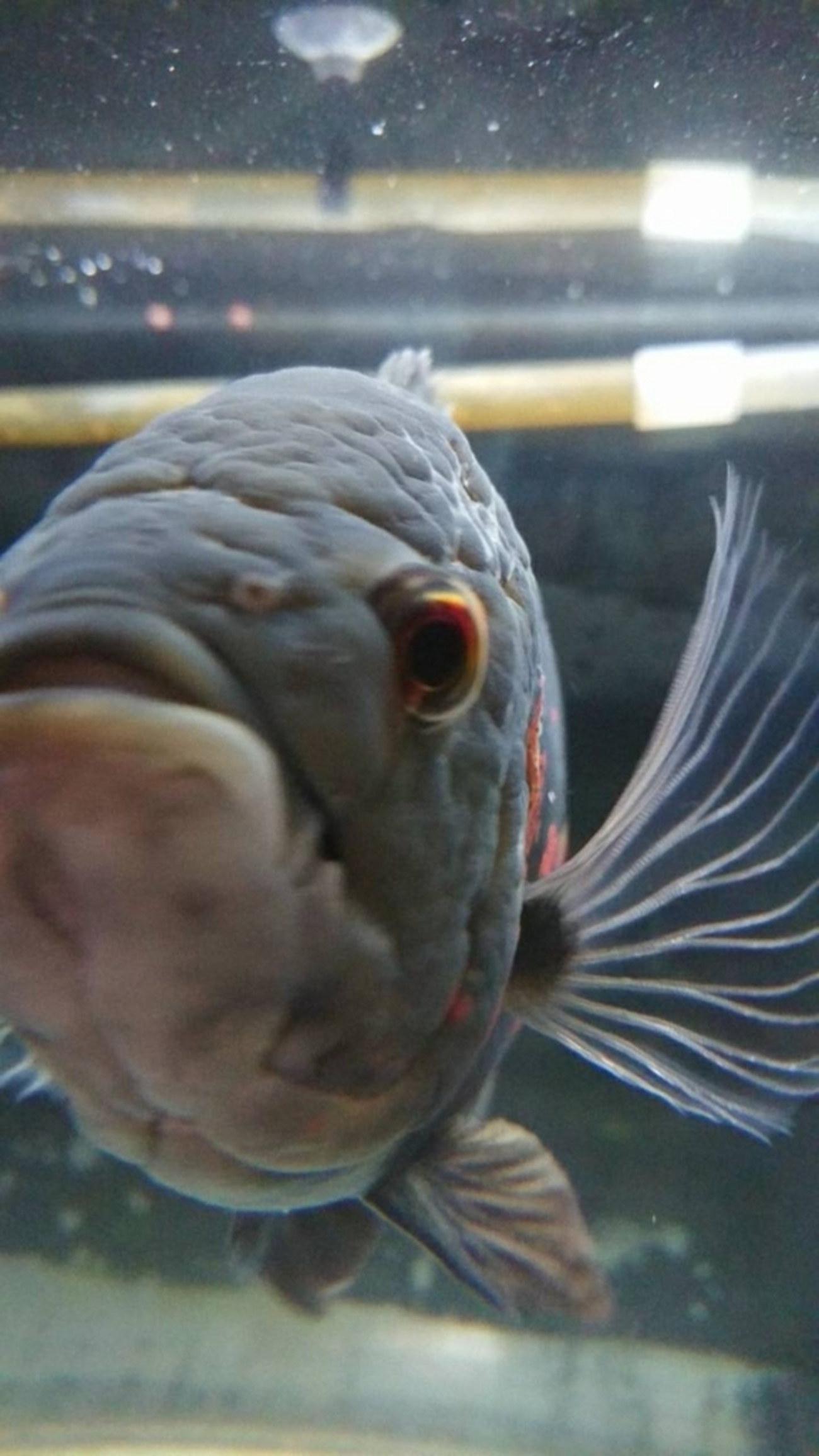 熱帯魚オスカー、混泳は難しいと思う。今朝やられました。 - おさかな 