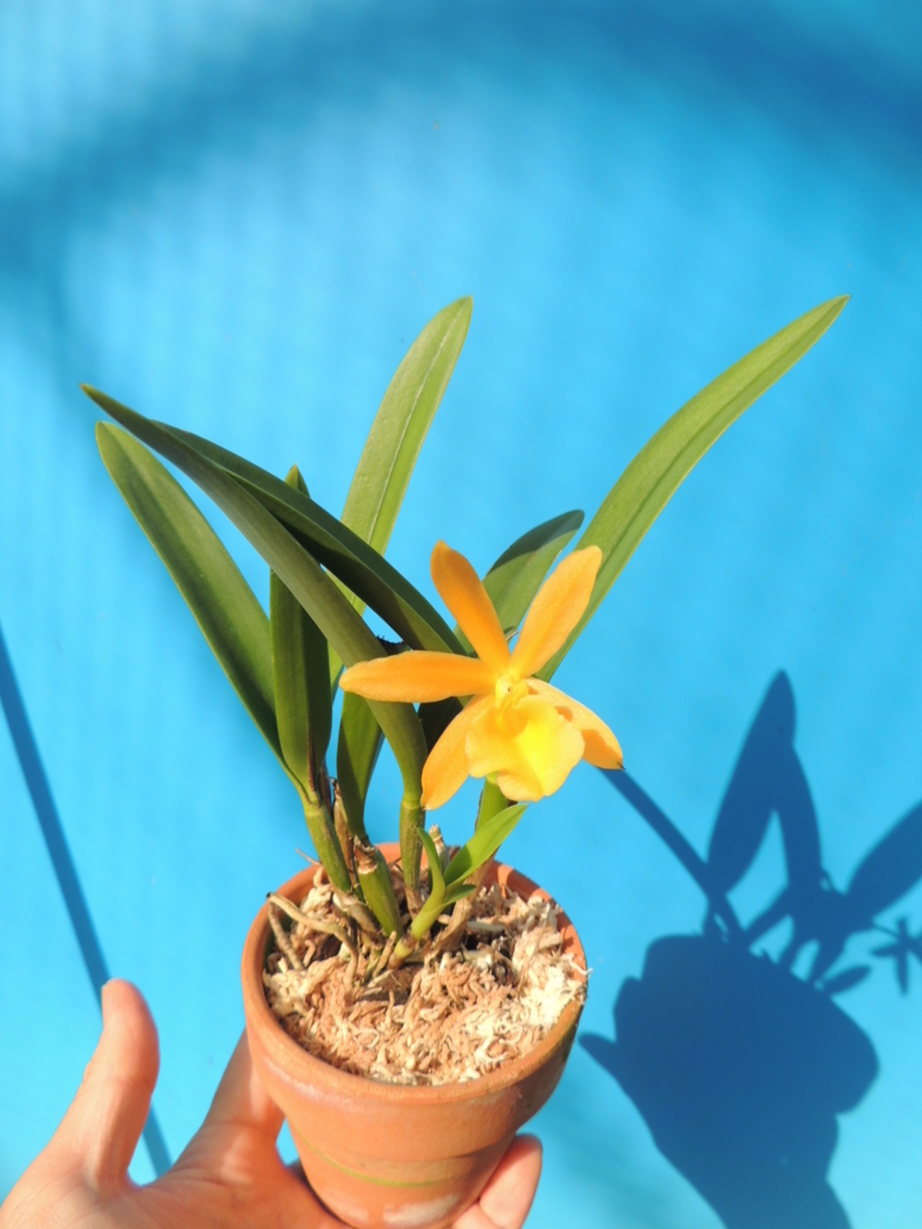 Cahuzacara Hsinying Naranja 'Golden Sunshine' - 百花良蘭