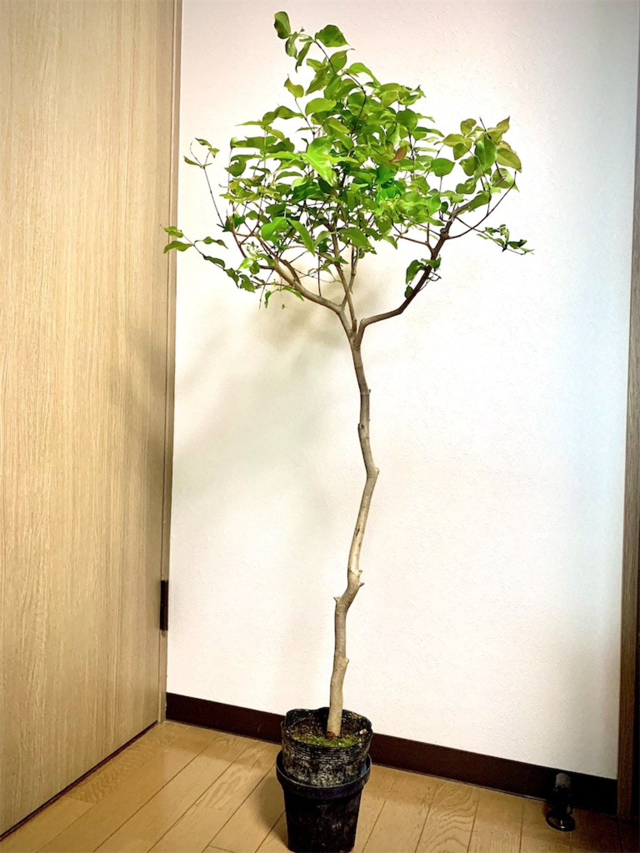 ピタンガ ラバー - ビバ熱帯果実 in 油山