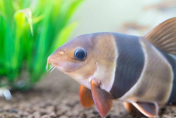 アロワナとは 動植物の人気 最新記事を集めました はてな アロワナとは 動植物の人気 最新記事を集めました はてな