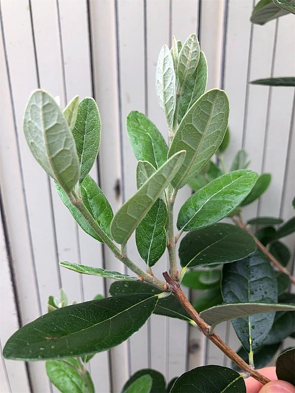 フェイジョアとは 動植物の人気 最新記事を集めました はてな フェイジョアとは 動植物の人気 最新記事を集めました はてな