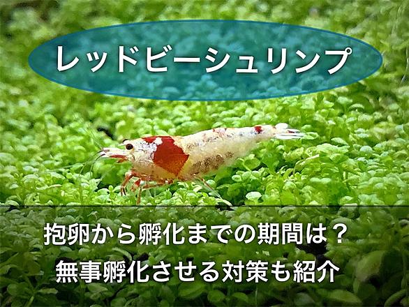 レッドビーシュリンプとは 動植物の人気 最新記事を集めました はてな レッドビーシュリンプとは 動植物の人気 最新記事を集めました はてな