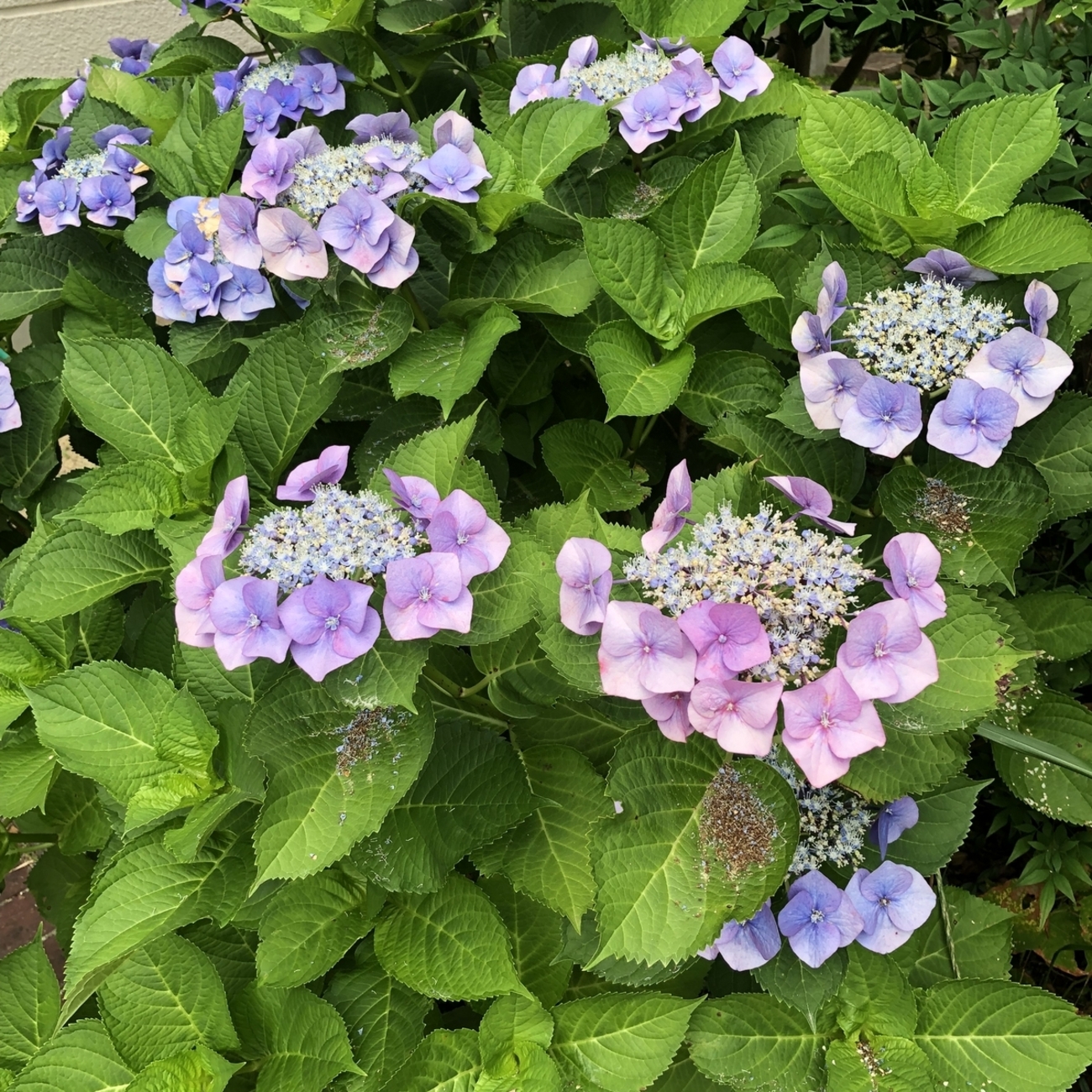 紫陽花　ファーストブルー　挿し木　苗　② 紫陽花 ファーストブルー 挿し木 苗 ② 頂いた紫陽花の挿し木