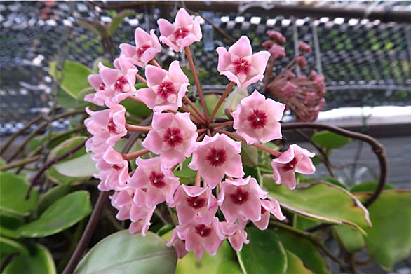 サクラランとは 動植物の人気 最新記事を集めました はてな