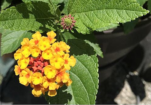 ランタナとは 動植物の人気 最新記事を集めました はてな ランタナとは 動植物の人気 最新記事を集めました はてな