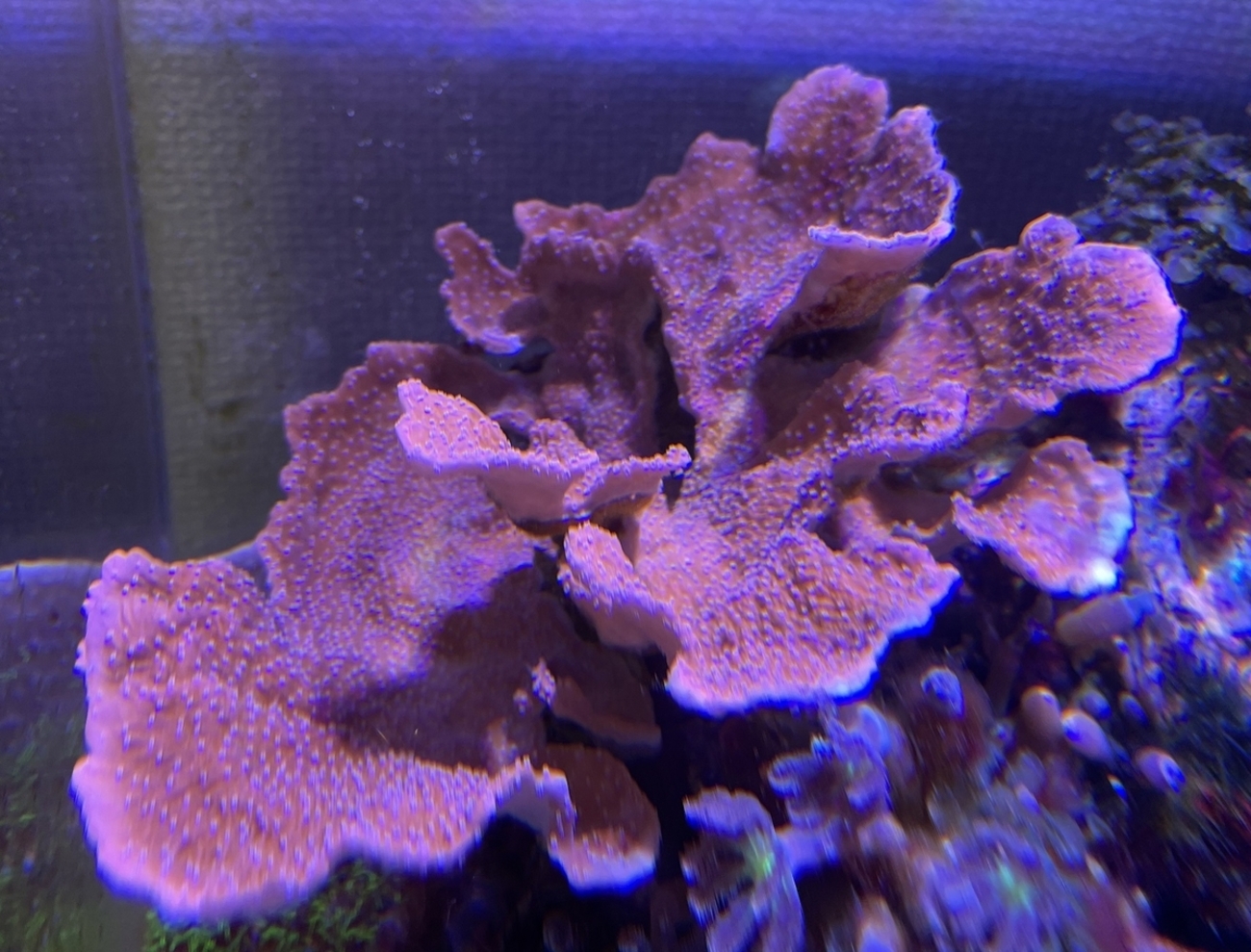 ウスコモンサンゴのフラグ化 - 淡水海水30cm生活