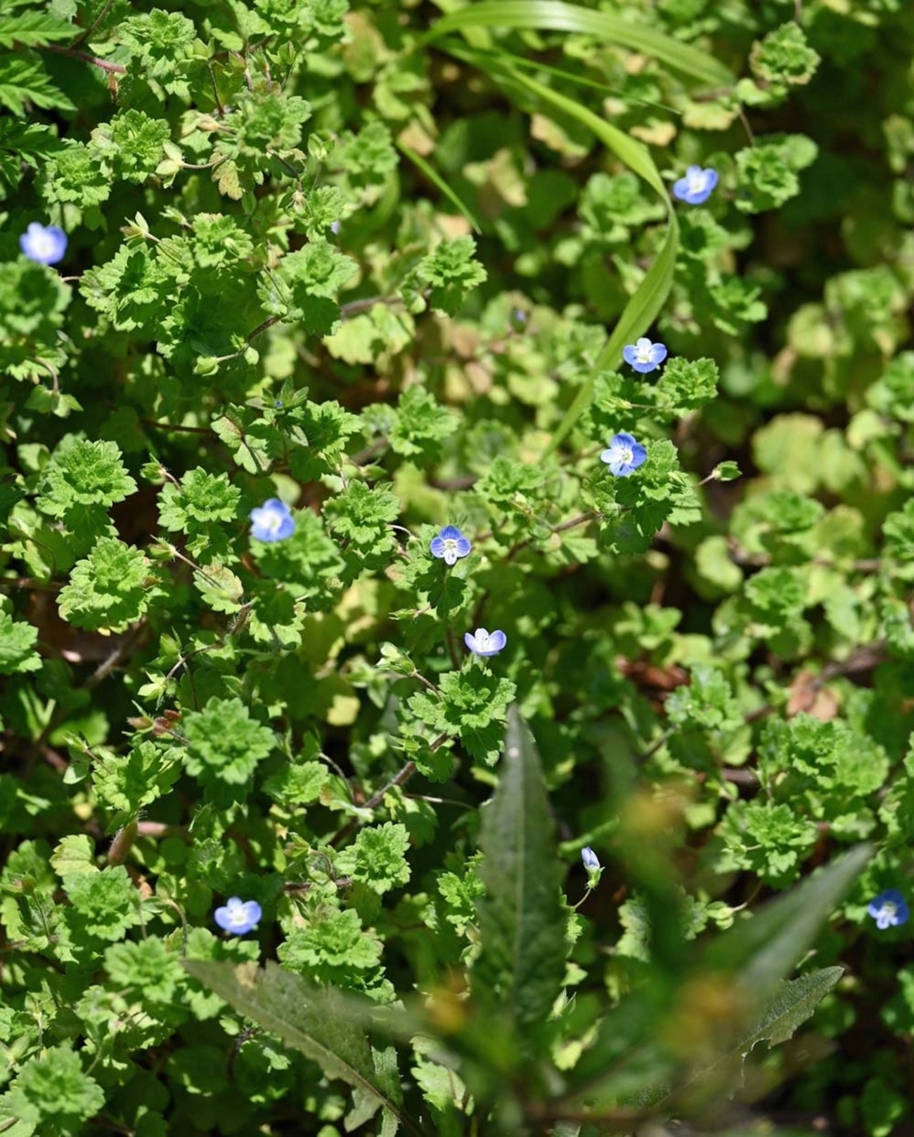 オオイヌノフグリにルリシジミ - 宮崎の季節がほらね！