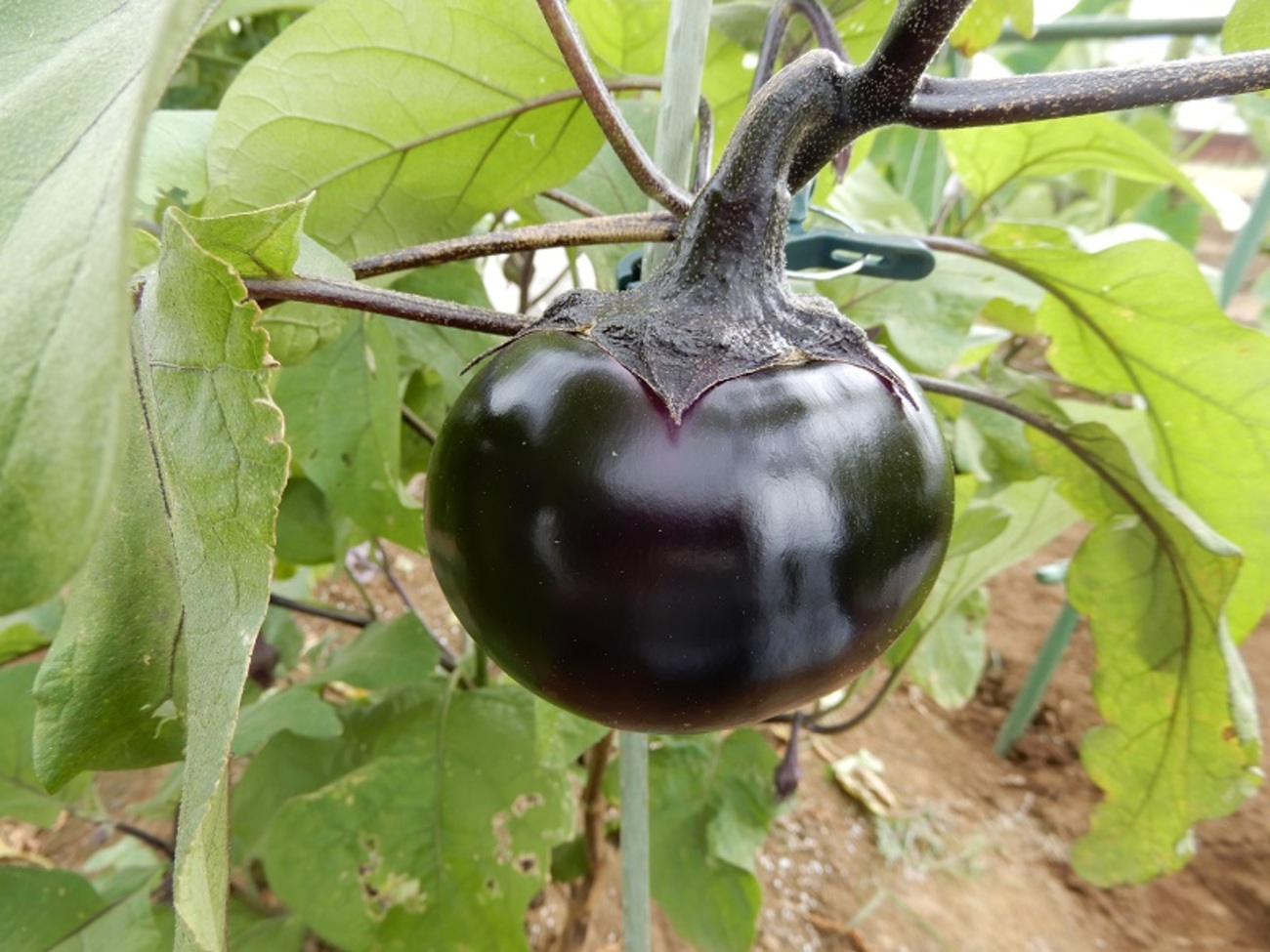 backend=imagemagick;version=1;