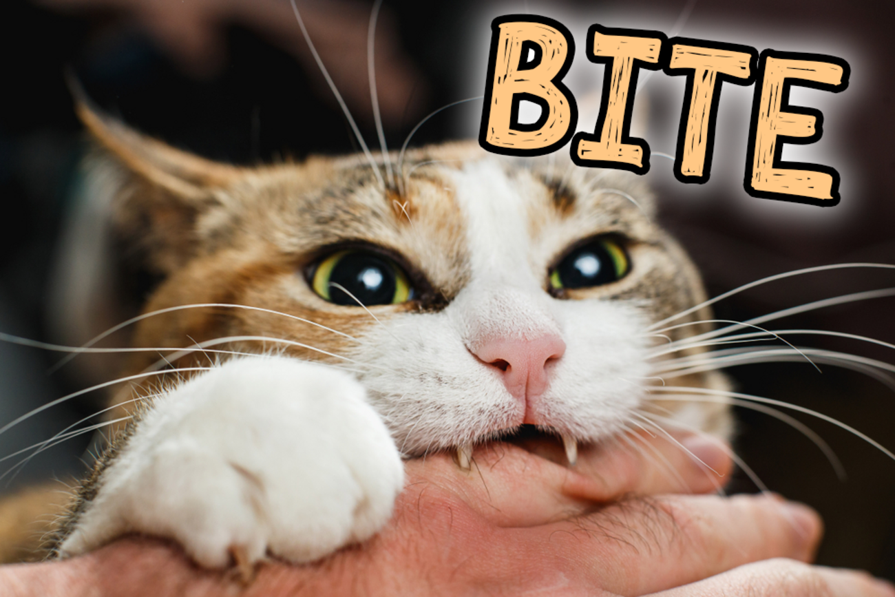 Bite 噛む」を英語で表現する方法 - ネイティブキャンプ英会話ブログ | 英会話の豆知識や情報満載