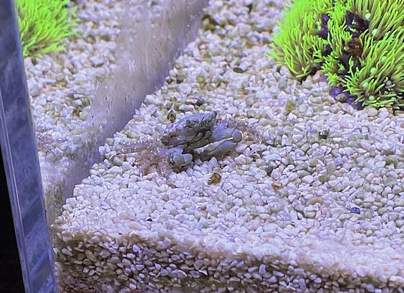 エメラルドグリーンクラブとは 人気 最新記事を集めました はてな