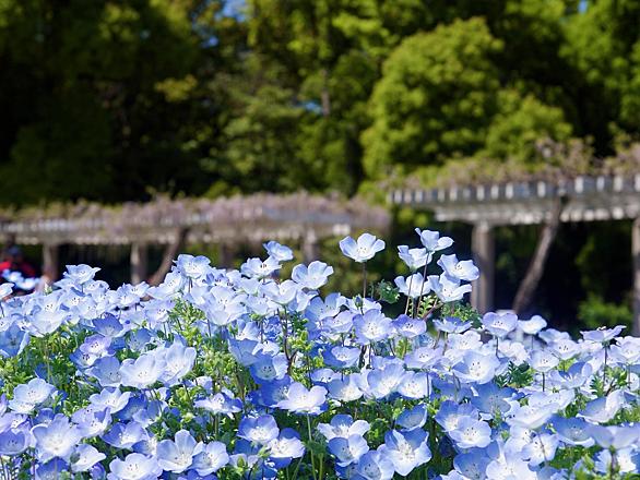 長居植物園とは 動植物の人気 最新記事を集めました はてな 長居植物園とは 動植物の人気 最新記事を集めました はてな
