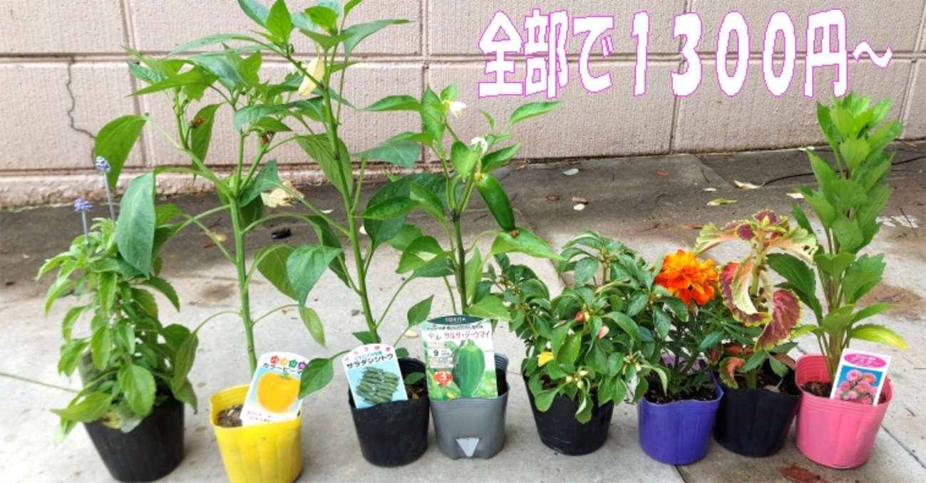 強くて長持ち秀花園🪴（しょうかえん）🌺しかもどれも安い苗たち京都長岡京市＆美味しかったインスタント焼きそば - igenoyama’s diary（いげのやま美化クラブ）