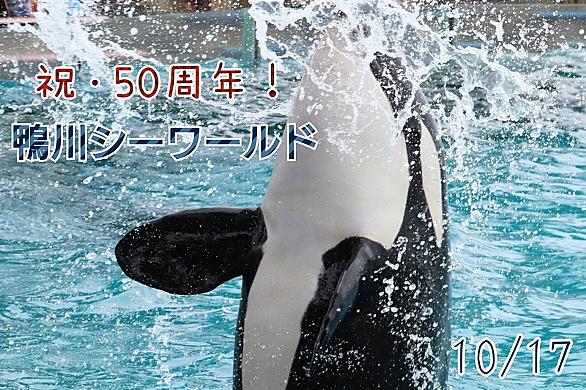 鴨川シーワールドとは 動植物の人気 最新記事を集めました はてな 鴨川シーワールドとは 動植物の人気 最新記事を集めました はてな