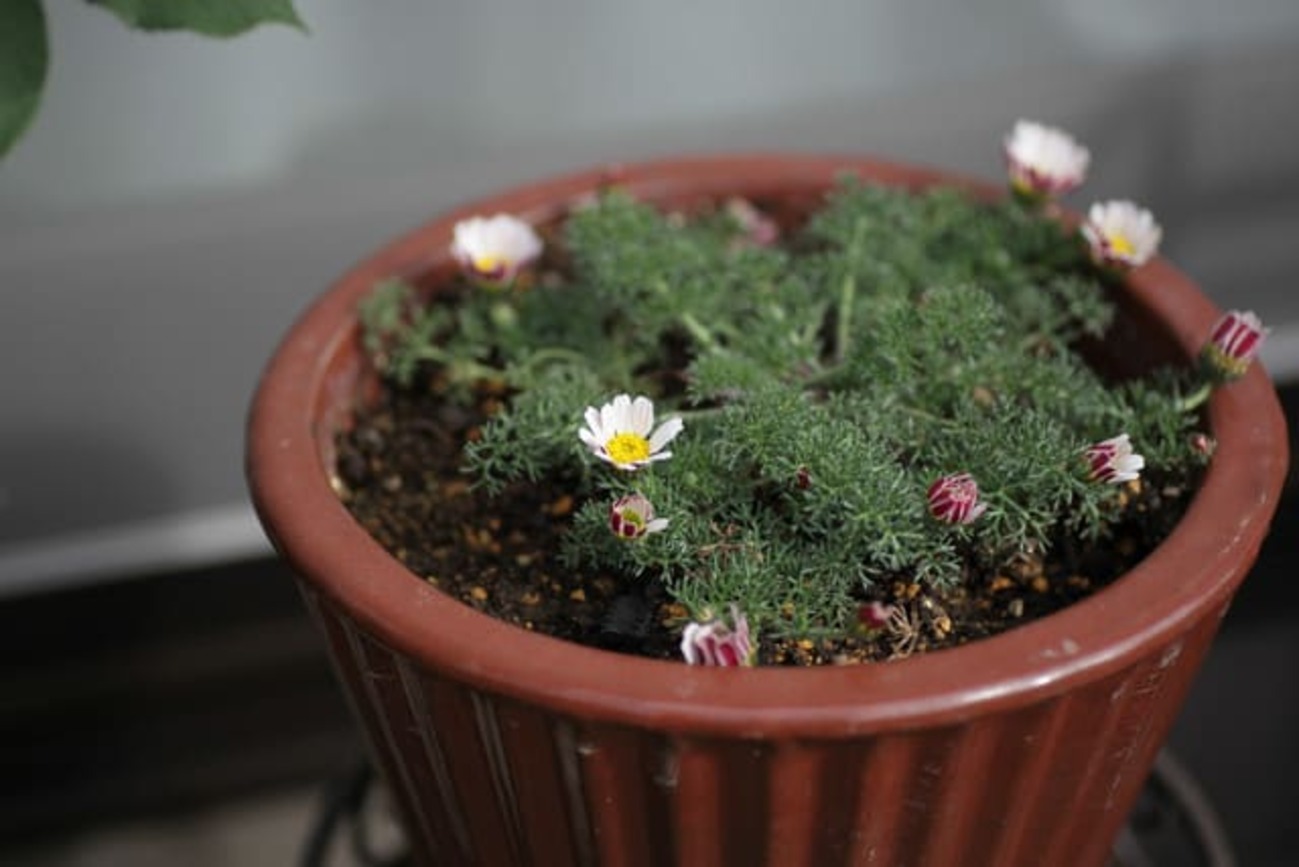 探し続けていたアナキクルスと5月に咲く白い花たち - 本日開花なり