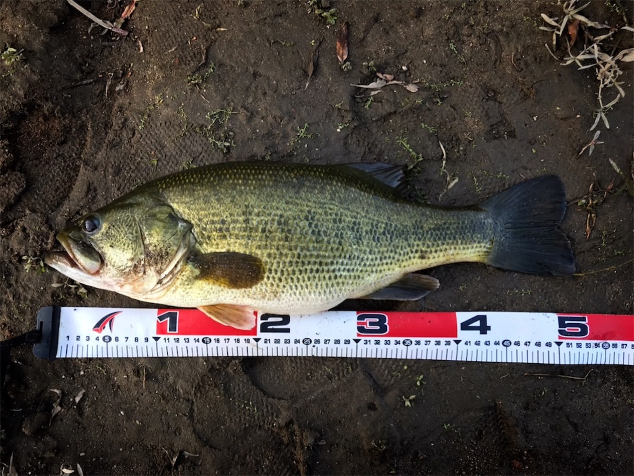 backend=imagemagick;version=1;