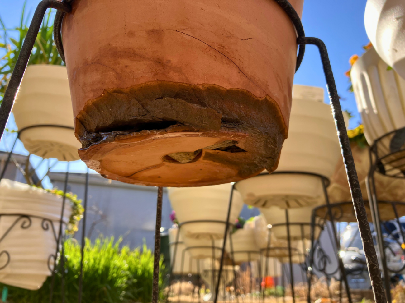 冬に陶器鉢が割れた記録｜芝生に破片、同じ時期の鉢2つに傷み