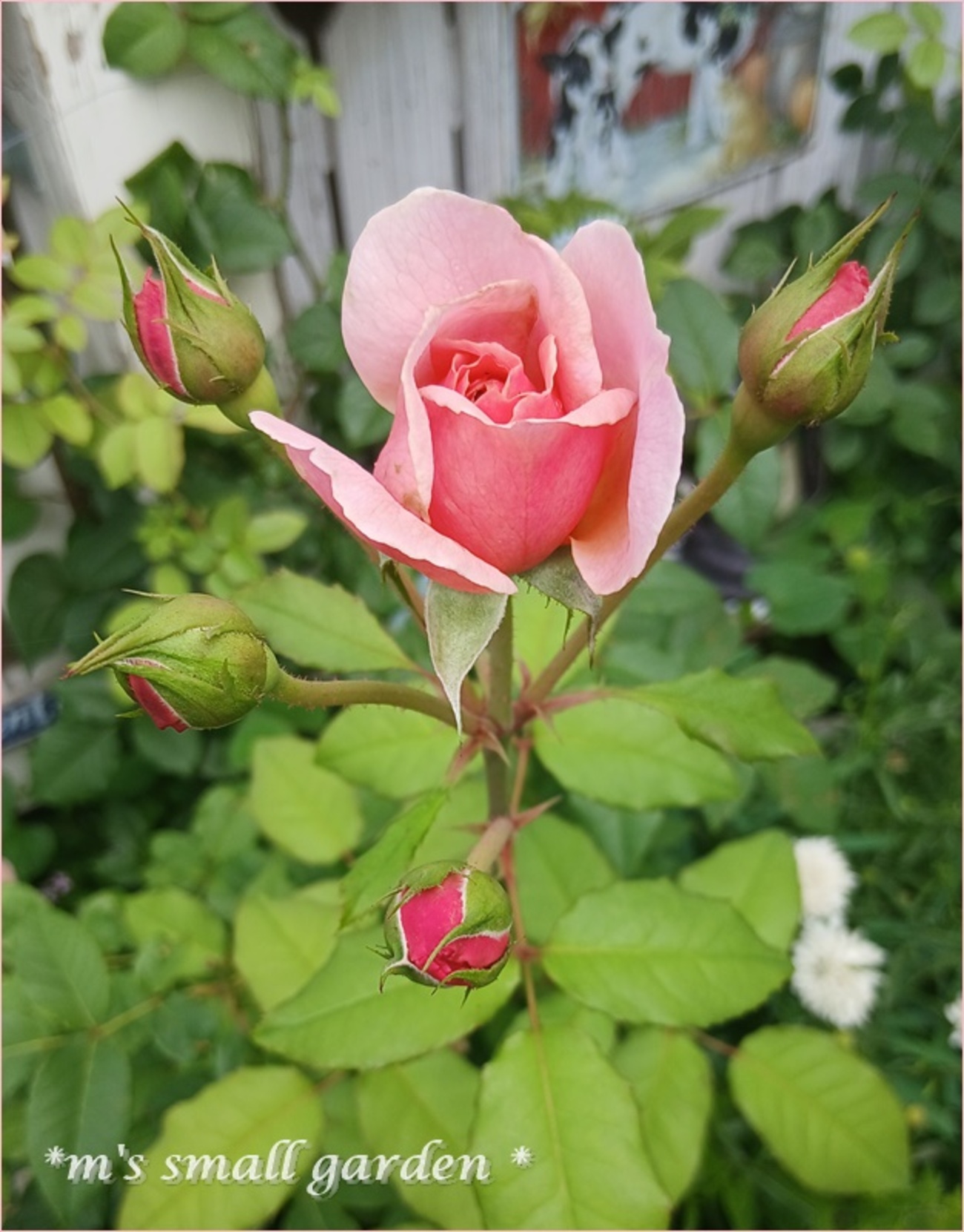 とっても楽しい一日でした♡6月の薔薇 - *m's small garden*