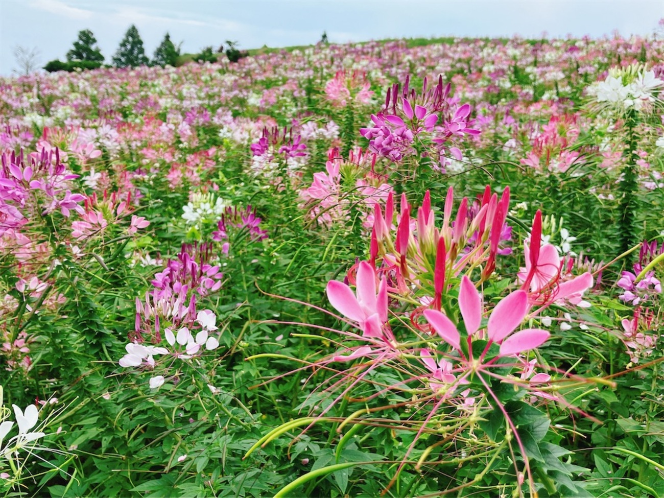 兵庫観光】淡路島の広大なお花畑へ 