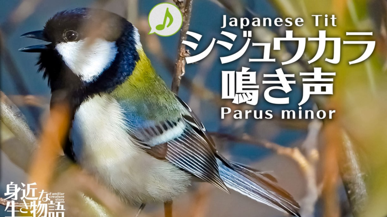 シジュウカラ　メス 新しくシジュウカラさんが増えました。新しい子はメス？それとも