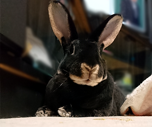 モナカです 黒ウサギ