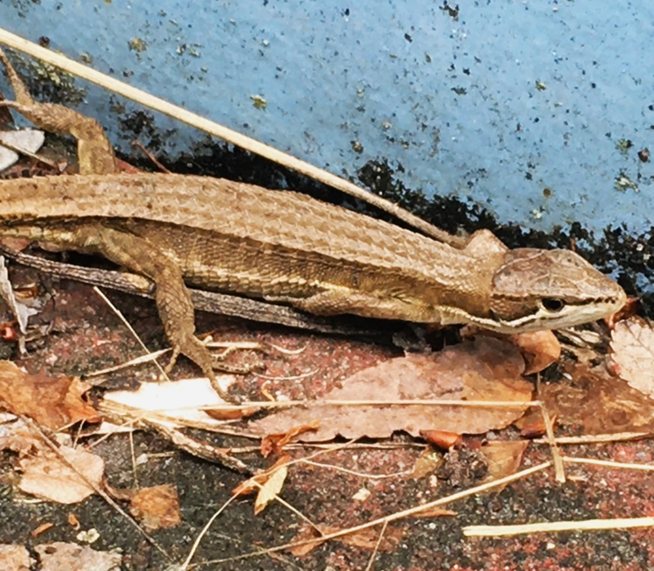 ニホンカナヘビの名前 - Humanoid K's diary