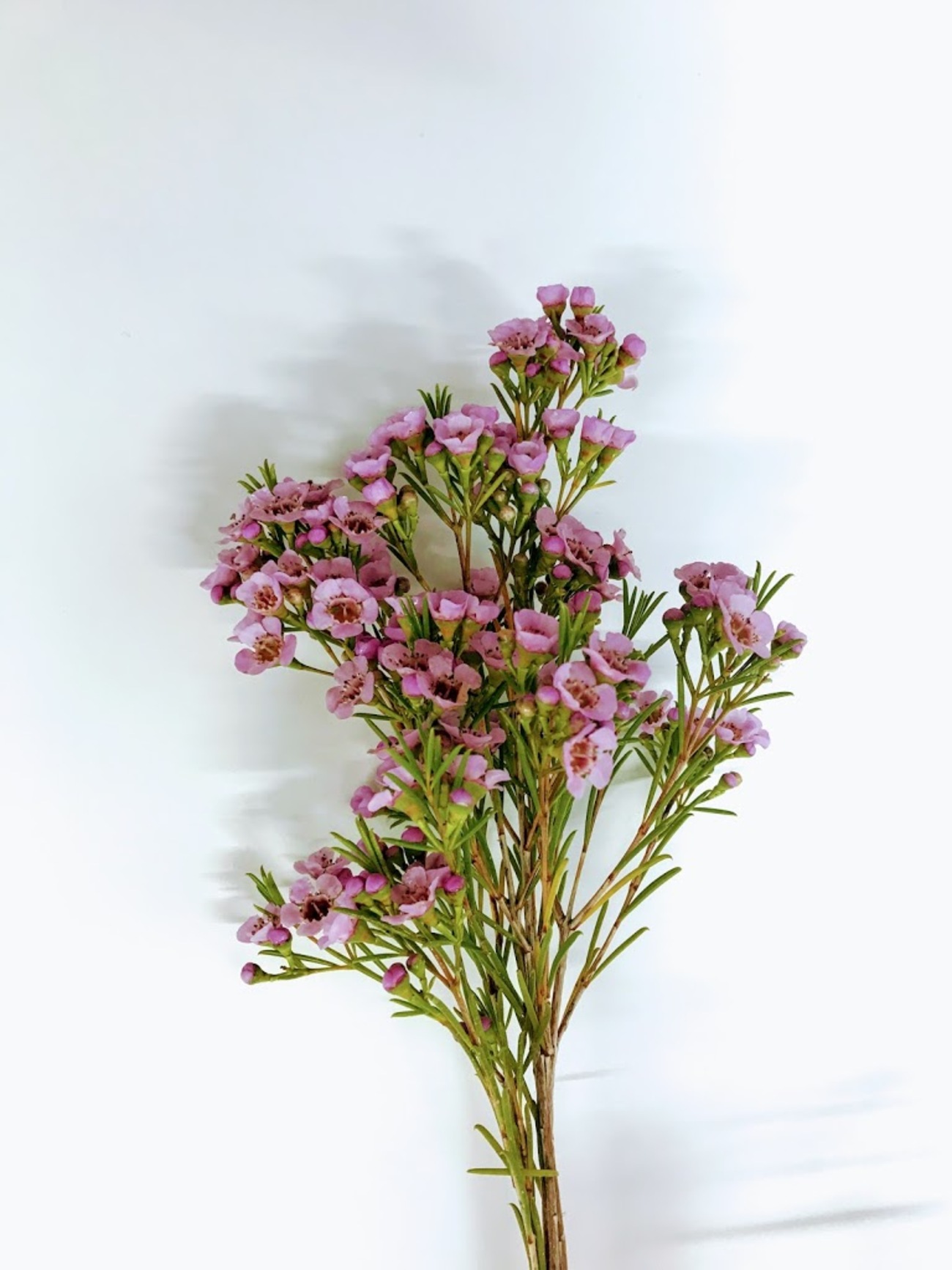 ワックスフラワー ワックスフラワーとは｜育て方がわかる植物図鑑｜みんなの趣味の