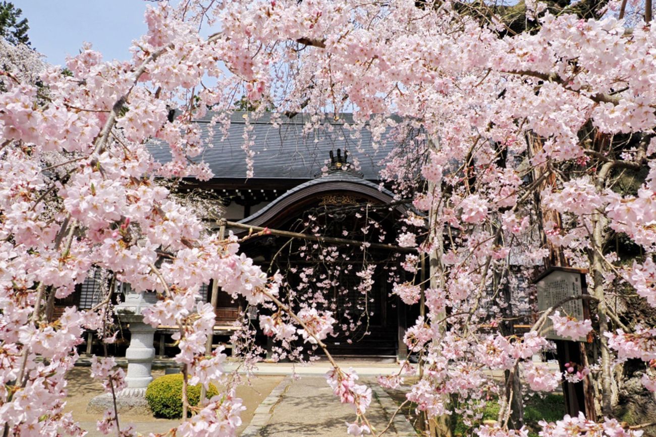 福島県川俣町・二本松の桜② 〜祭田のサクラ・愛蔵寺の護摩ザクラ