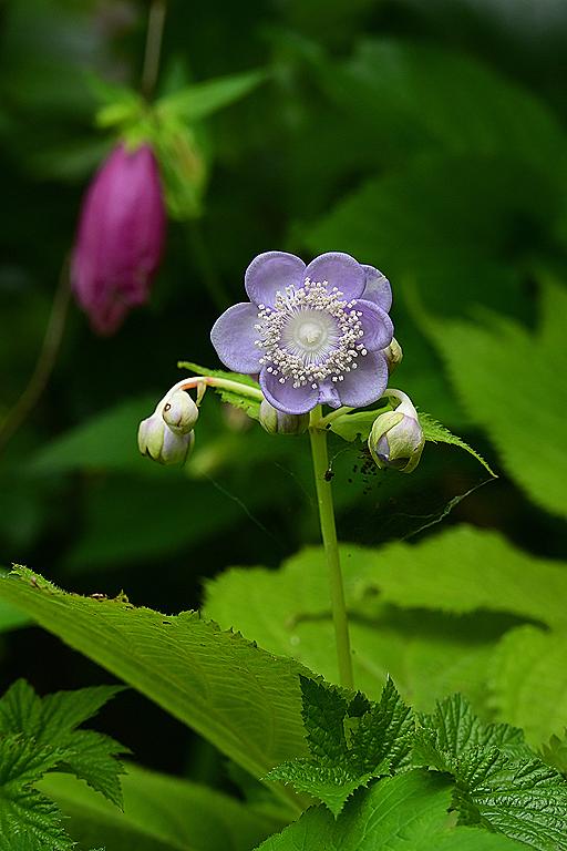 コウホネとは 動植物の人気 最新記事を集めました はてな コウホネとは 動植物の人気 最新記事を集めました はてな