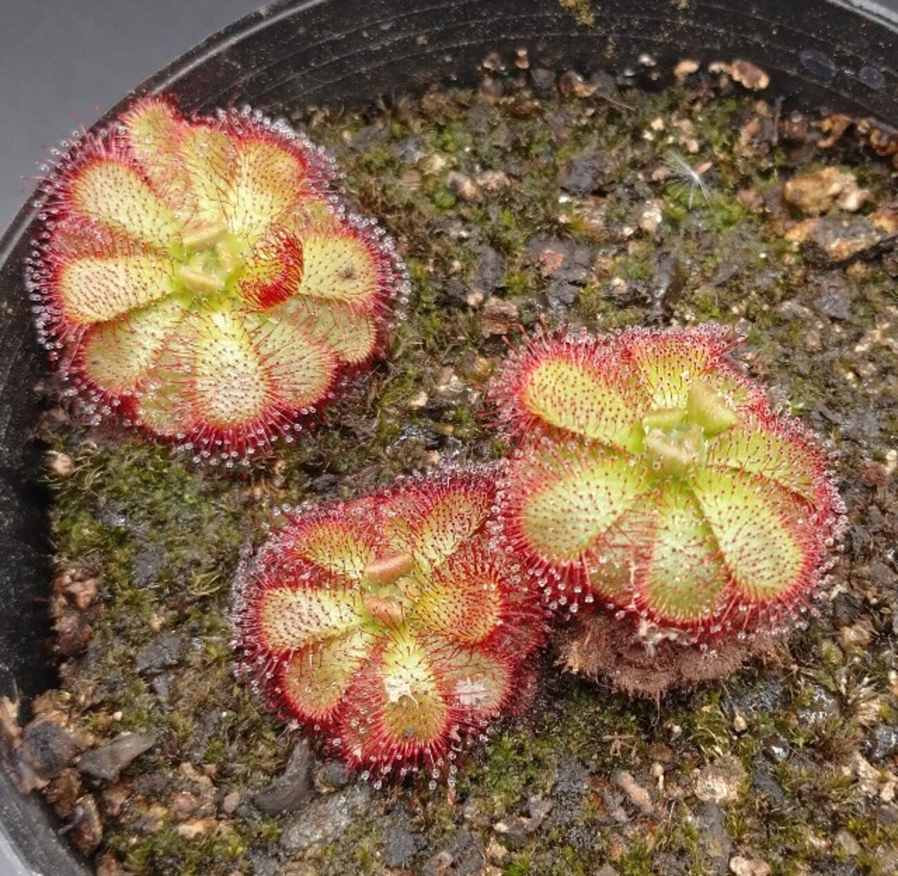 Drosera admirabilis (May.2022) - MAD GRDEN'S LAB