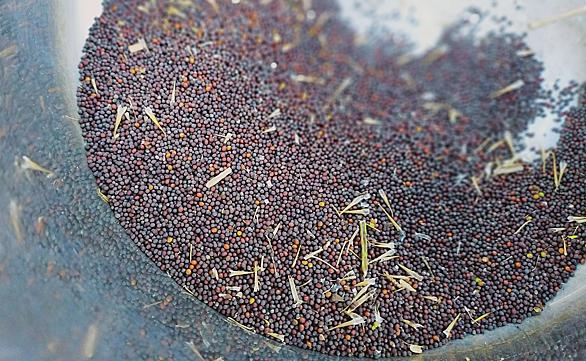 カラシナとは 動植物の人気 最新記事を集めました はてな