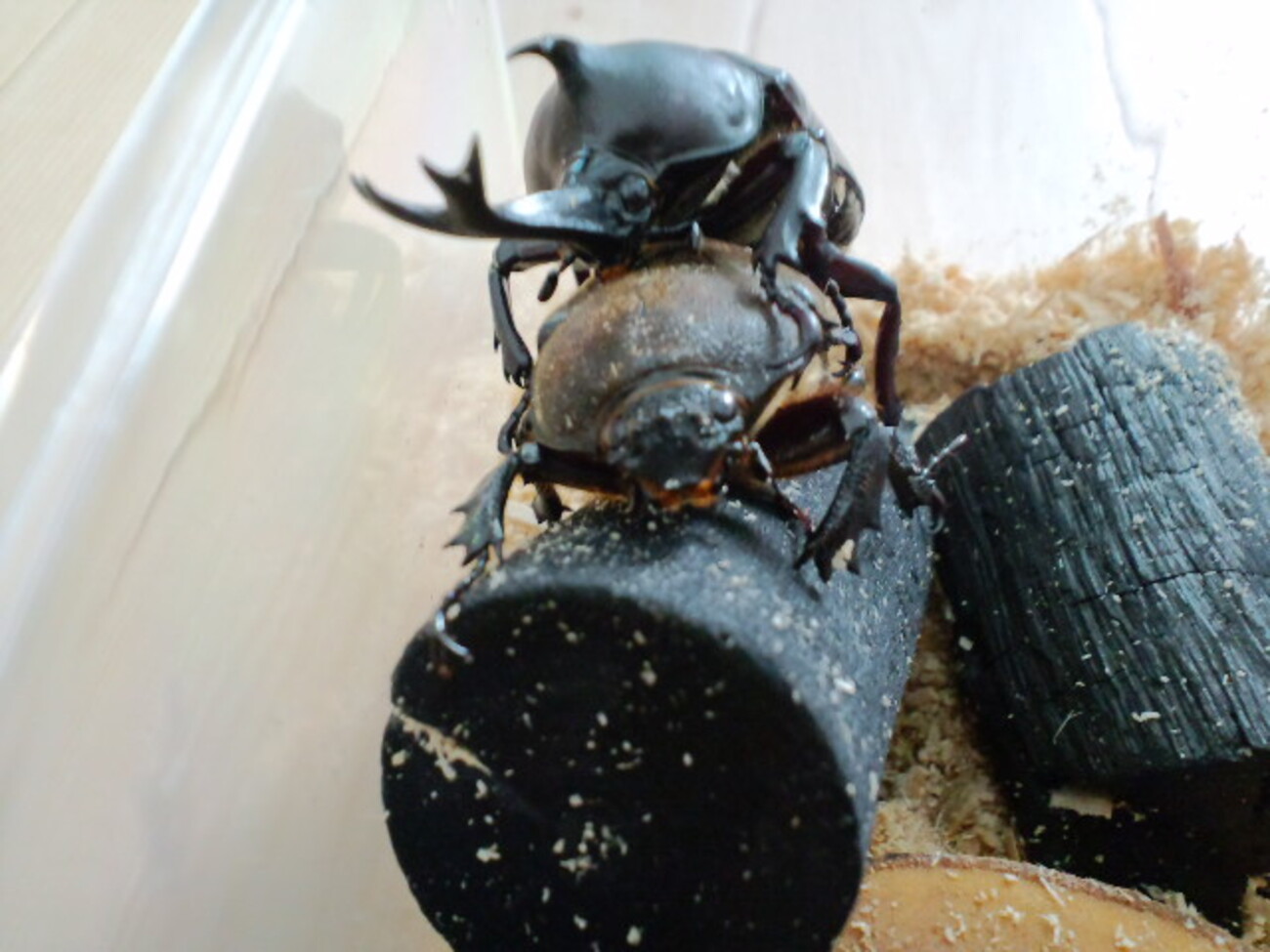 カブトムシを長生きさせるためのハンドペアリング（唯一のメスは羽化 