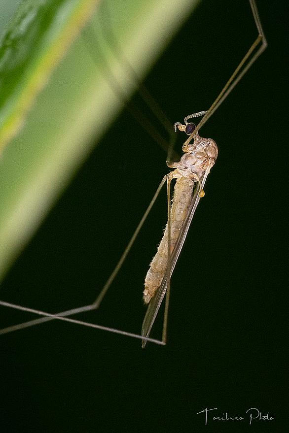 ガガンボとは 動植物の人気 最新記事を集めました はてな ガガンボとは 動植物の人気 最新記事を集めました はてな