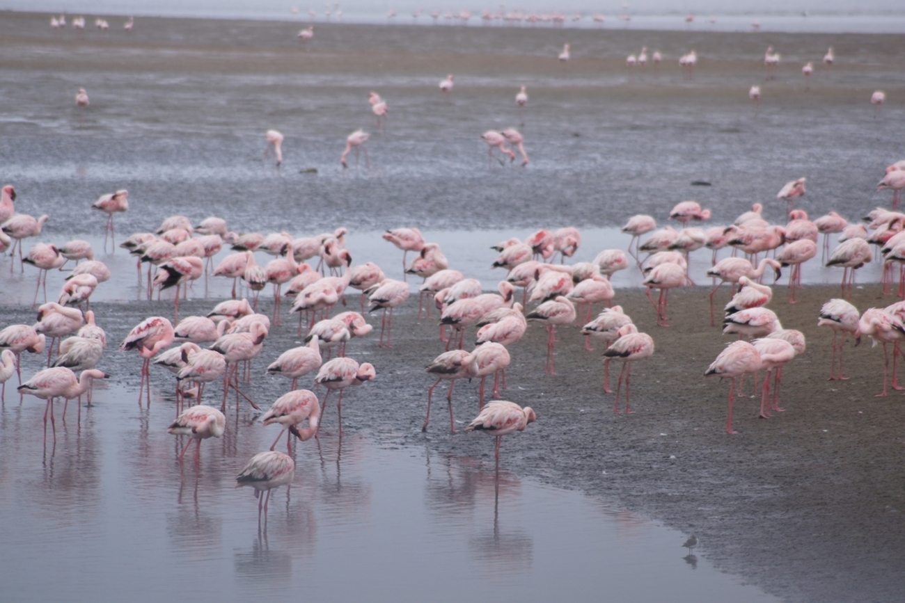 backend=imagemagick;version=1;