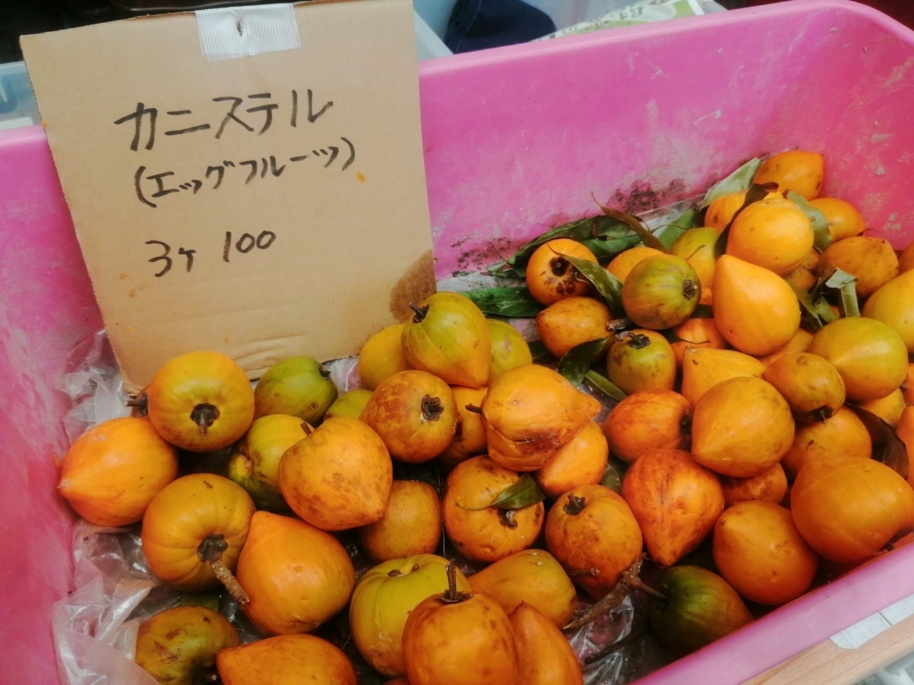 沖縄の魅惑のフルーツ】「カニステル」って知ってる？見た目からは想像