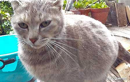 デイジーとは 映画の人気 最新記事を集めました はてな