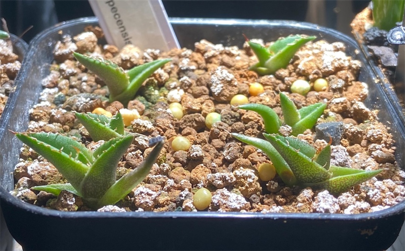 アガベ・クイオテペセンシス実生記録①(Agave Quiotepecensis seeding
