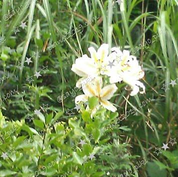 ユリ科とは 動植物の人気 最新記事を集めました はてな
