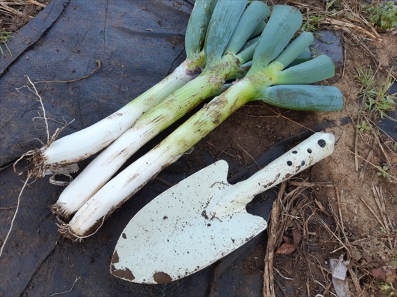 土寄せしないネギ栽培！太く仕上がる「なべちゃんゴールド」の栽培記録