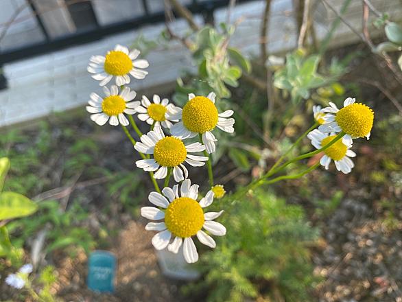 ローマンカモミールとは 動植物の人気 最新記事を集めました はてな