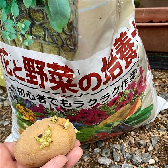 袋栽培とは 動植物の人気 最新記事を集めました はてな