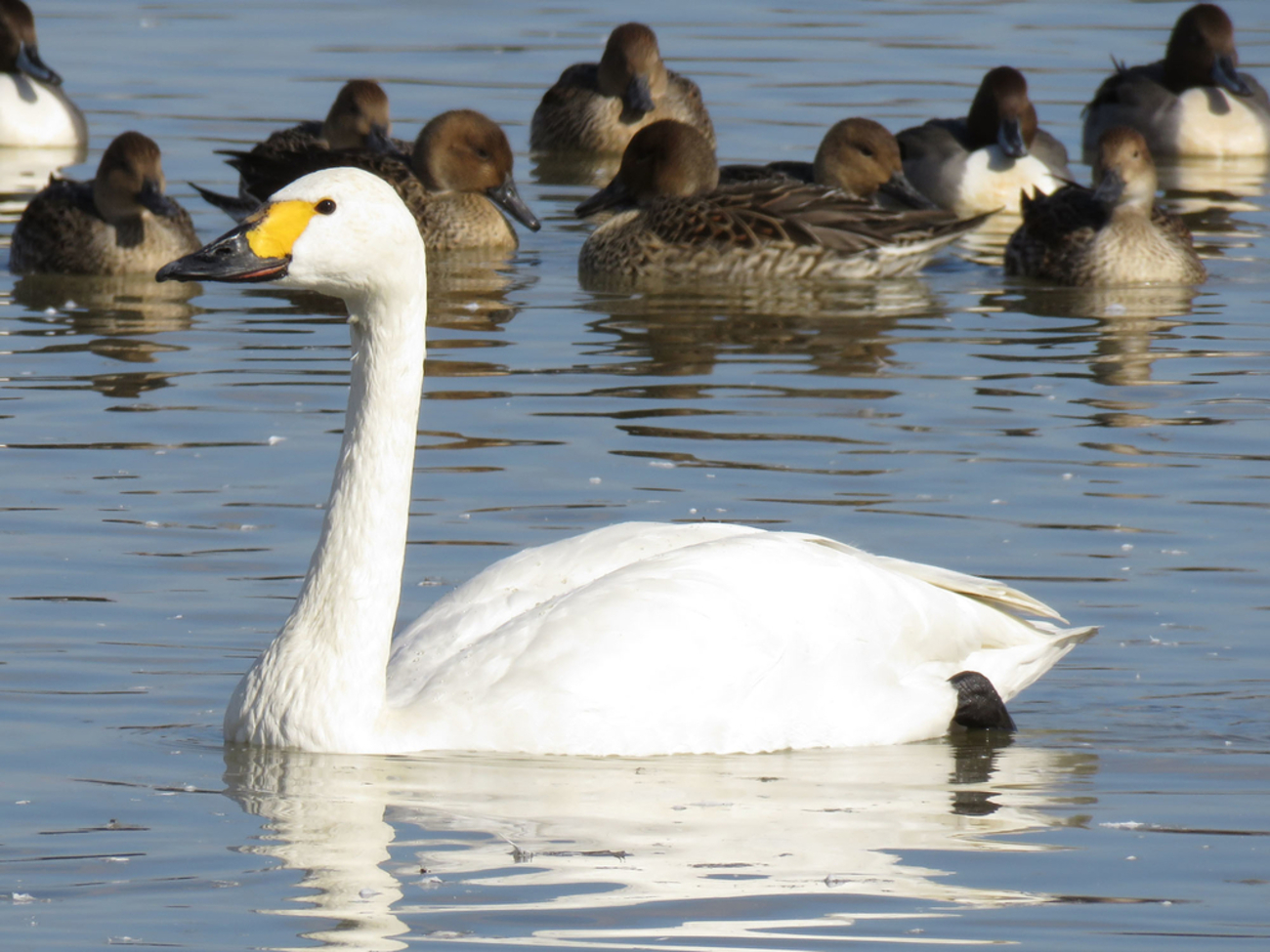 ハクチョウ（白鳥）の種類と魅力。優雅なイメージの白鳥は実は凶暴な鳥 