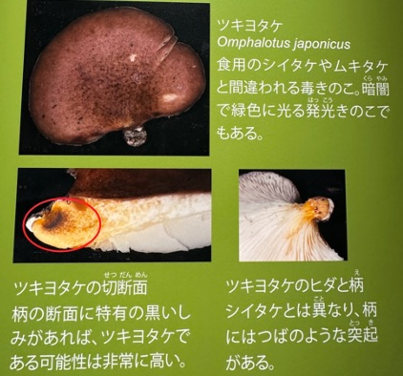 毒きのこ2（「毒の博物館」4 菌類の毒／国立科学博物館特別展「毒