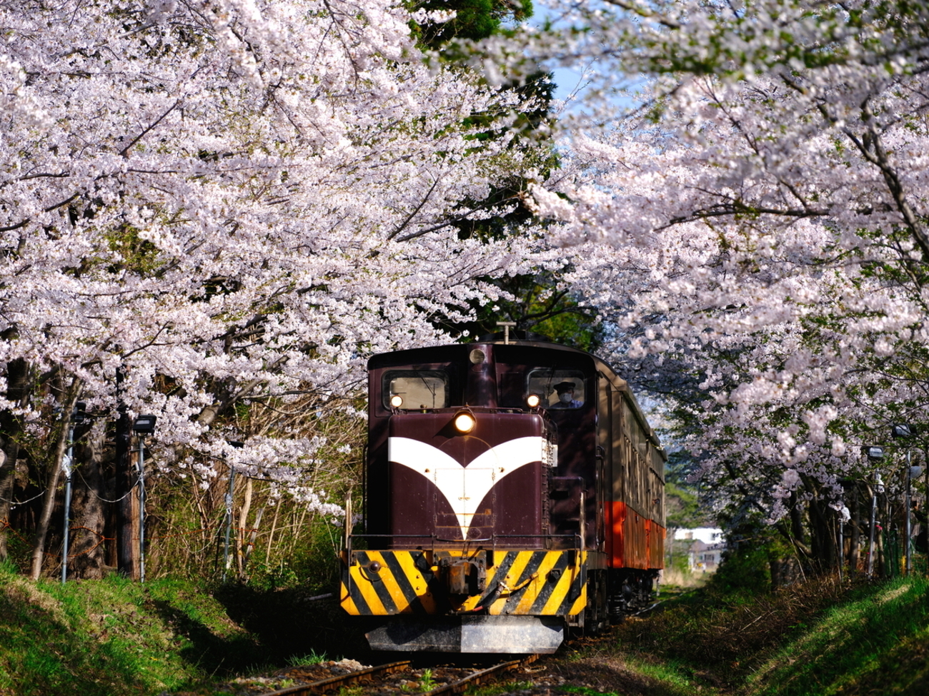 鉄道模型風景 鉄道と桜の風景、愛媛県、引き取り限定 満開の芦野公園の桜並木とDD352牽引の客車列車を撮る！(その2) - 続