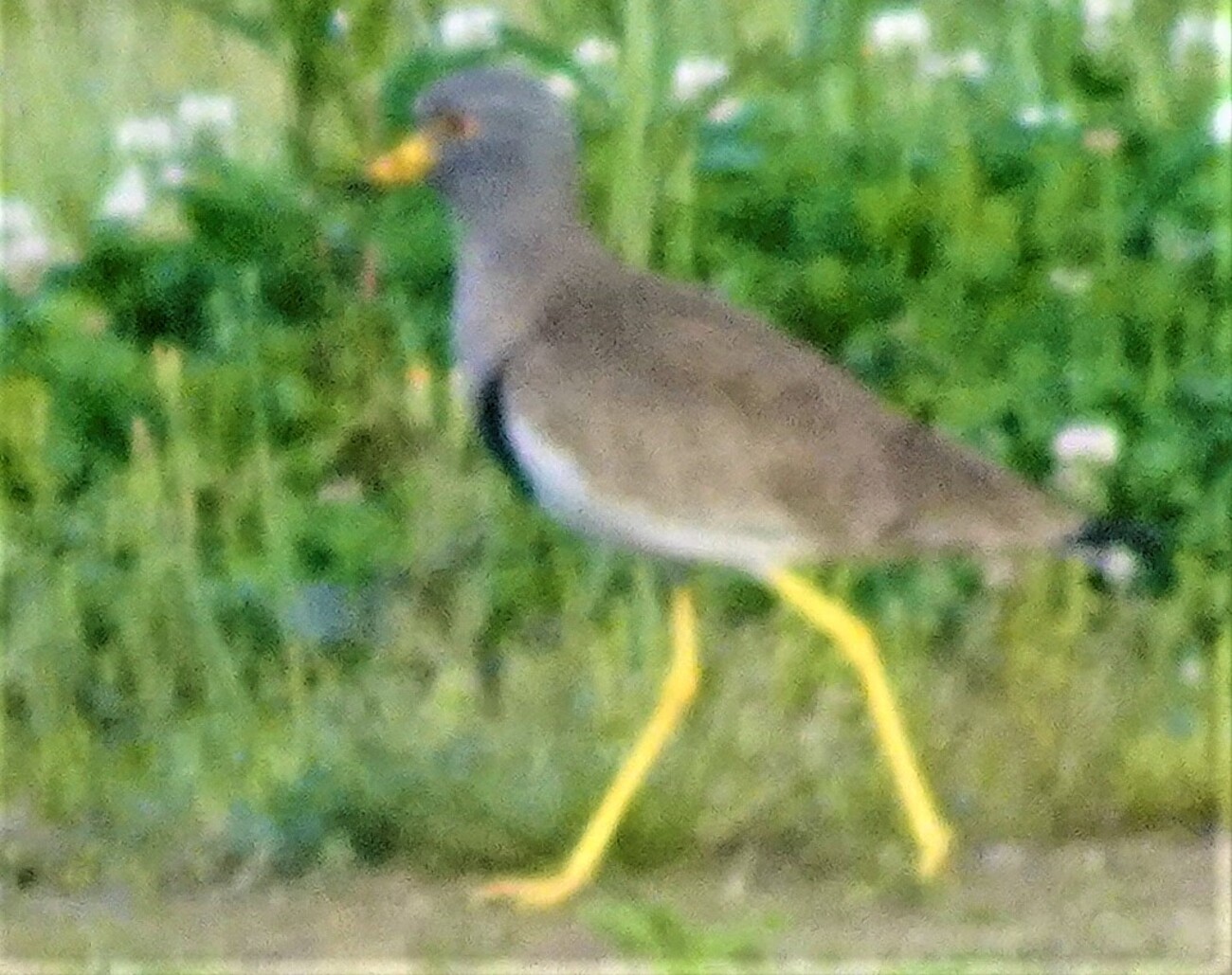 神原町に飛来した鳥 短い嘴と長い脚が黄色のケリ - y_hamadaのブログ