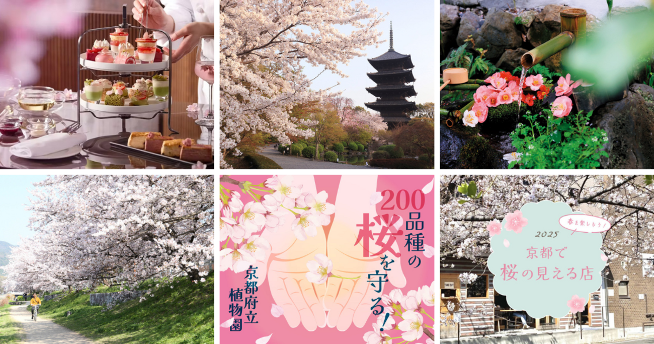 【京都・桜2025】穴場のお花見スポット、グルメ、桜のお守りも！京都の春を楽しむための特選記事